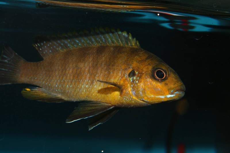 Pseudotropheus sp. 'perspicax hara' Gallireya Reef